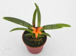 Orchid 'Ceratostylis Retisquama 'Rubra' Starter 9 Orchid 'Ceratostylis Retisquama 'Rubra' Starter -Green Haven Sales Store Ceratostylis retisquama Rubra 2