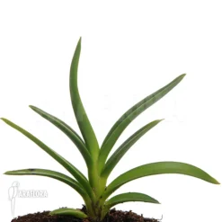 Orchid 'Ceratostylis Retisquama 'Rubra' Starter 10 Orchid 'Ceratostylis Retisquama 'Rubra' Starter -Green Haven Sales Store Ceratostylis retisquama Rubra 3