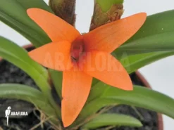 Orchid 'Ceratostylis Retisquama 'Rubra' Starter 11 Orchid 'Ceratostylis Retisquama 'Rubra' Starter -Green Haven Sales Store Ceratostylis retisquama Rubra 4