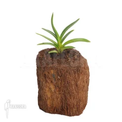 Orchid 'Ceratostylis Retisquama 'Rubra' Starter 8 Orchid 'Ceratostylis Retisquama 'Rubra' Starter -Green Haven Sales Store Ceratostylis retisquama Rubra 5