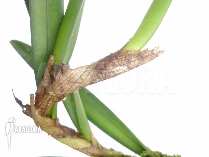 Orchid 'Ceratostylis Retisquama 'Rubra' Starter 2 Orchid 'Ceratostylis Retisquama 'Rubra' Starter - Image 2