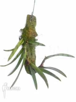 Orchid 'Ceratostylis Retisquama 'Rubra'