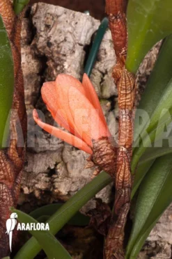 Orchid 'Ceratostylis Retisquama 'mounted'