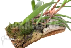 Orchid 'Ceratostylis Retisquama 'mounted' -Green Haven Sales Store Ceratostylis retisquama mounted 3