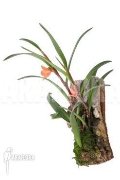 Orchid 'Ceratostylis Retisquama 'mounted' -Green Haven Sales Store Ceratostylis retisquama mounted 4