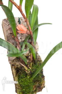 Orchid 'Ceratostylis Retisquama 'mounted' -Green Haven Sales Store Ceratostylis retisquama mounted 5