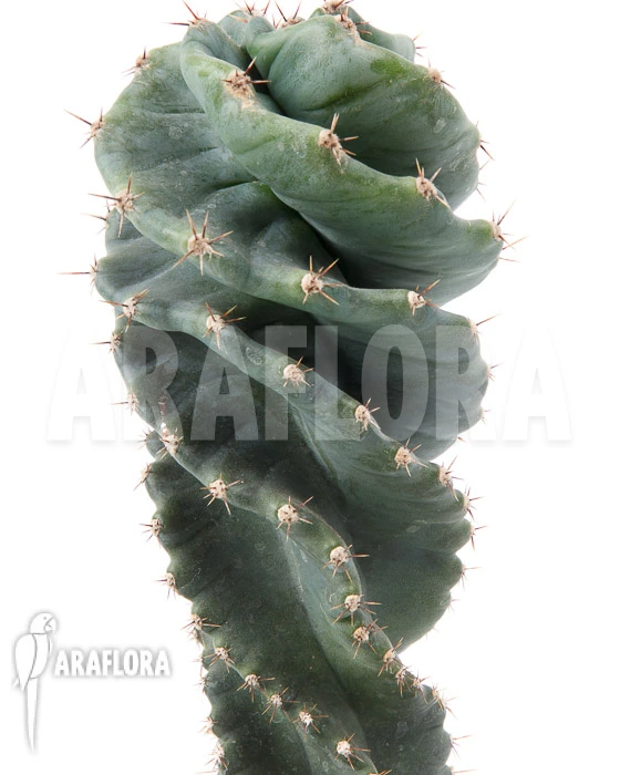 Cereus Jamacaru 1 Cereus Jamacaru