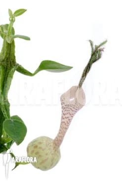 Ceropegia Simoneae
