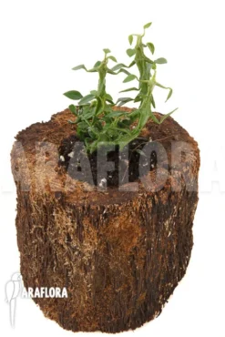 Ceropegia Simoneae -Green Haven Sales Store Ceropegia woodii ssp Simoneae 2