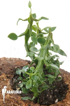 Ceropegia Simoneae -Green Haven Sales Store Ceropegia woodii ssp Simoneae 3