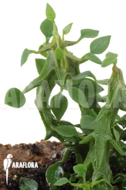 Ceropegia Simoneae -Green Haven Sales Store Ceropegia woodii ssp Simoneae 4