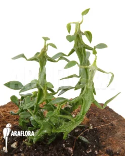 Ceropegia Simoneae -Green Haven Sales Store Ceropegia woodii ssp Simoneae 5