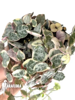 Ceropegia Woodii Variegata 'String Of Hearts'