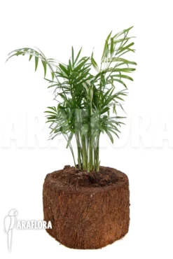 Chamaedorea Elegans Variagated -Green Haven Sales Store Chamaedorea elegans var 1
