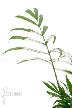 Chamaedorea Elegans Variagated -Green Haven Sales Store Chamaedorea elegans var 2