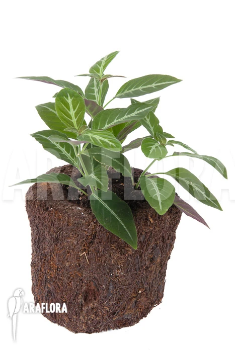 Chamaeranthemum Beyrichii 2 Chamaeranthemum Beyrichii - Image 2