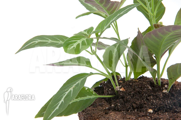 Chamaeranthemum Beyrichii 3 Chamaeranthemum Beyrichii - Image 3