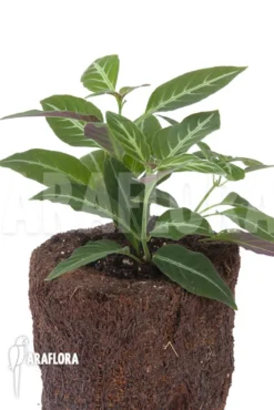 Chamaeranthemum Beyrichii 8 Chamaeranthemum Beyrichii -Green Haven Sales Store Chamaeranthemum beyrichii 4