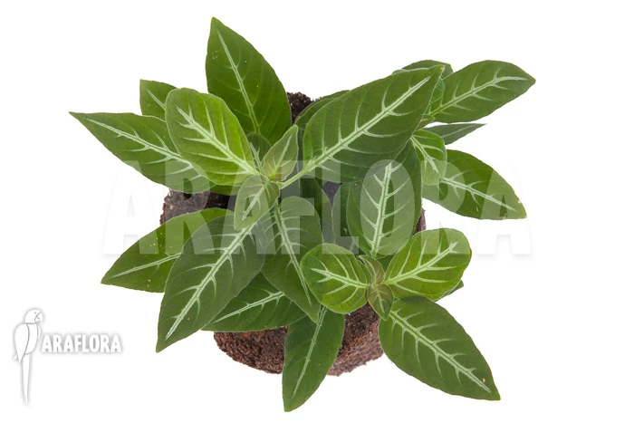 Chamaeranthemum Beyrichii 5 Chamaeranthemum Beyrichii - Image 5