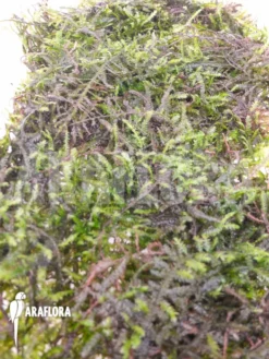 Vesicularia Montagnei 'Christmas Moss'