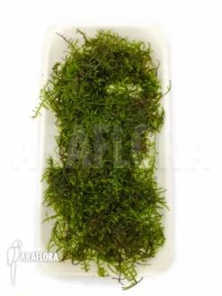 Vesicularia Montagnei 'Christmas Moss' -Green Haven Sales Store Christmas moss vesicularia montagnei 9