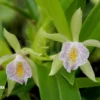 Orchid 'Cischweinfia Dasyandra'