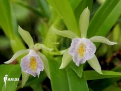 Orchid 'Cischweinfia Dasyandra'