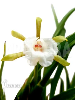 Orchid 'Cischweinfia Parva' 10 Orchid 'Cischweinfia Parva' -Green Haven Sales Store Cischweinfia parva 1