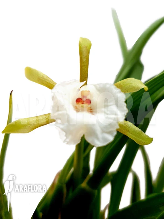 Orchid 'Cischweinfia Parva' 5 Orchid 'Cischweinfia Parva' - Image 5