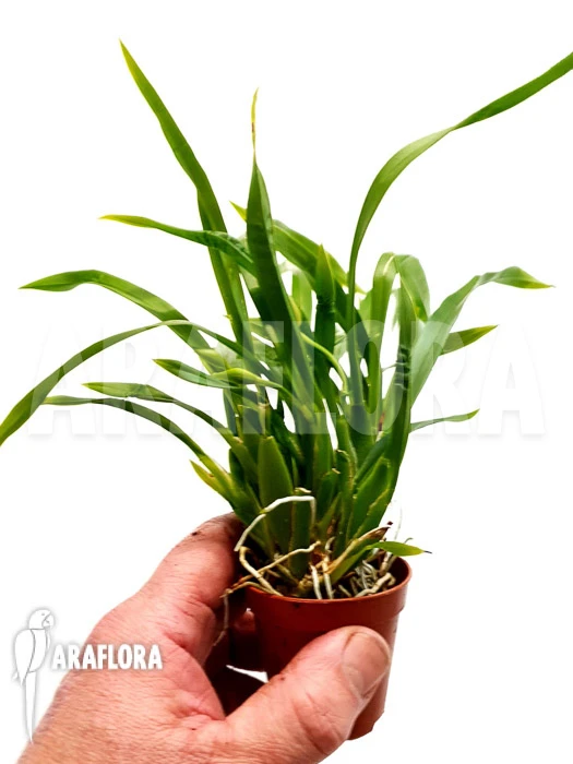 Orchid 'Cischweinfia Parva' 4 Orchid 'Cischweinfia Parva' - Image 4