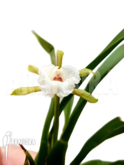 Orchid 'Cischweinfia Parva' 8 Orchid 'Cischweinfia Parva' -Green Haven Sales Store Cischweinfia parva 3