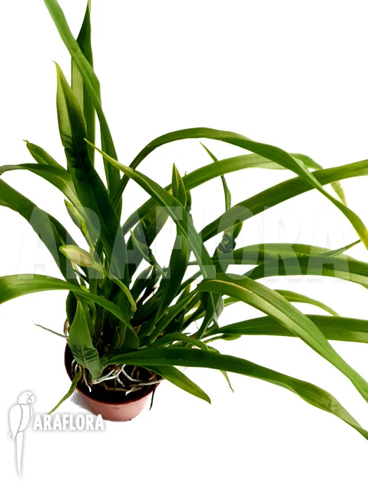 Orchid 'Cischweinfia Parva' 2 Orchid 'Cischweinfia Parva' - Image 2