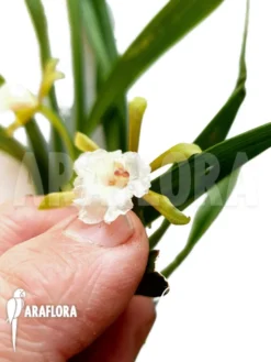 Orchid 'Cischweinfia Parva' 11 Orchid 'Cischweinfia Parva' -Green Haven Sales Store Cischweinfia parva 5