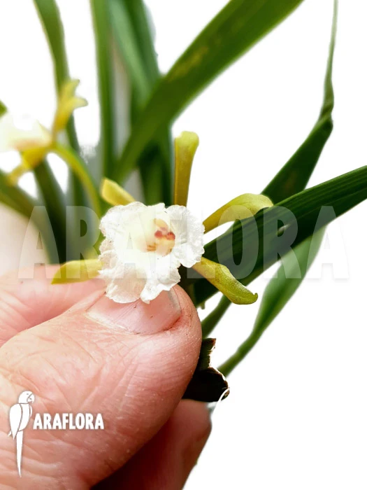 Orchid 'Cischweinfia Parva' 6 Orchid 'Cischweinfia Parva' - Image 6