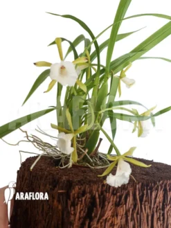 Orchid 'Cischweinfia Parva'