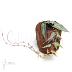 Cissus Amazonica 'M'