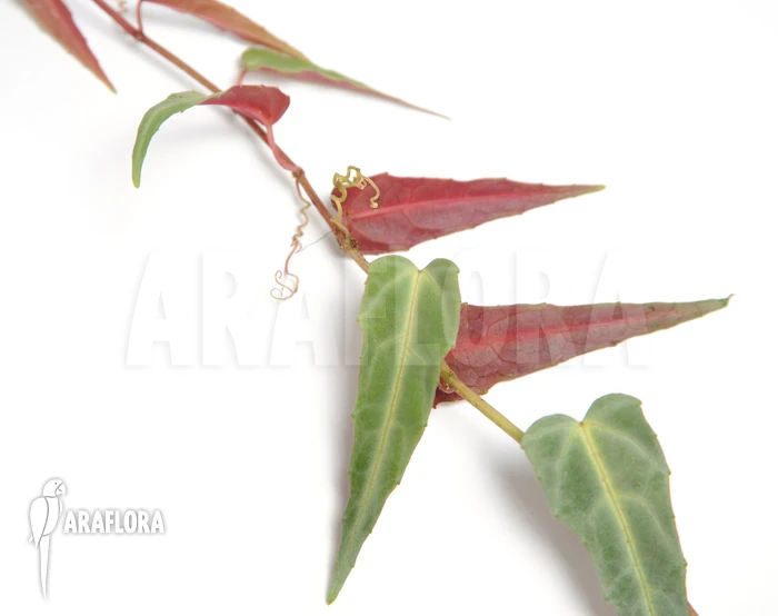 Cissus Amazonica 'M' 2 Cissus Amazonica 'M' - Image 2