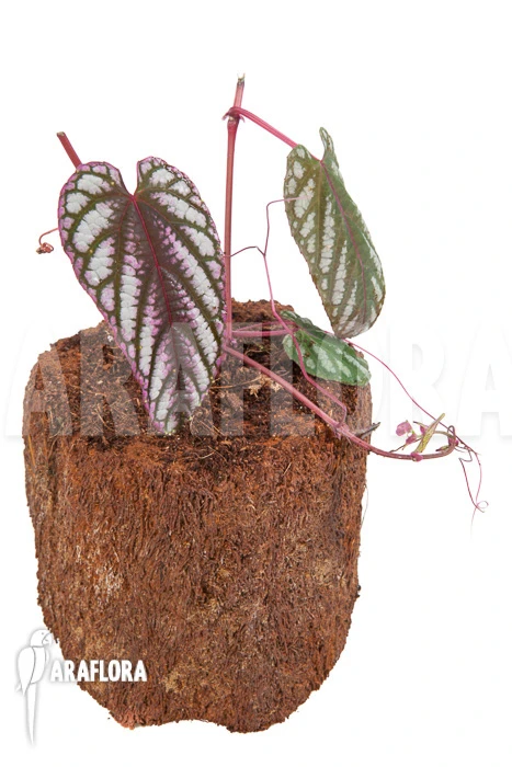 Cissus Discolor 'starter' 3 Cissus Discolor 'starter' - Image 3