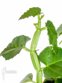 Cissus Quadrangularis 'Starter'