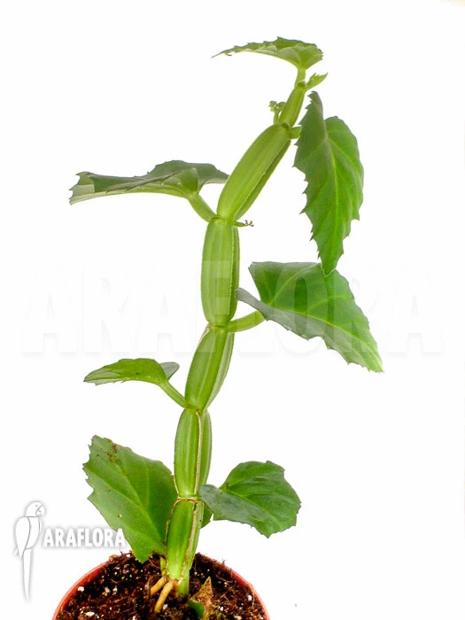 Cissus Quadrangularis 'Starter' 2 Cissus Quadrangularis 'Starter' - Image 2