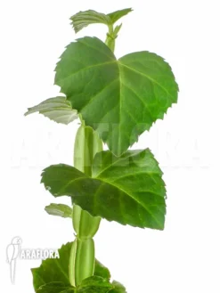 Cissus Quadrangularis 'Starter' 9 Cissus Quadrangularis 'Starter' -Green Haven Sales Store Cissus quadrangularis Starter 3