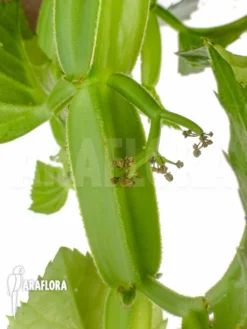 Cissus Quadrangularis 'Starter' 7 Cissus Quadrangularis 'Starter' -Green Haven Sales Store Cissus quadrangularis Starter 4