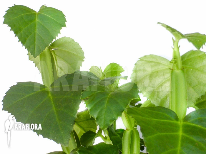 Cissus Quadrangularis 'Starter' 4 Cissus Quadrangularis 'Starter' - Image 4