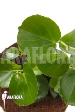 Cissus Rotundifolia -Green Haven Sales Store Cissus rotundifolia 3