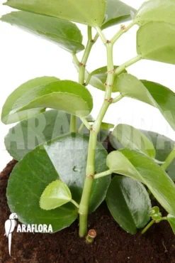 Cissus Rotundifolia -Green Haven Sales Store Cissus rotundifolia 4