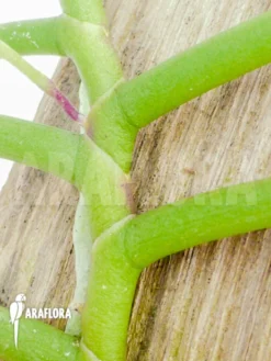 Orchid 'Cleisostoma Arietinum' -Green Haven Sales Store Cleisostoma arietinum 10