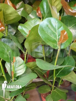 Coccoloba Uvifera -Green Haven Sales Store Coccoloba uvifera 4