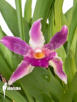 Orchid 'Cochleanthes COC05'