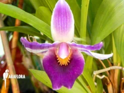 Orchid 'Cochleanthes Hybride Fa1614'