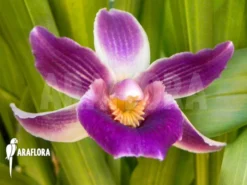 Orchid 'Cochleanthes Hybride Fa1614' -Green Haven Sales Store Cochleanthes hybride Fa1614 3